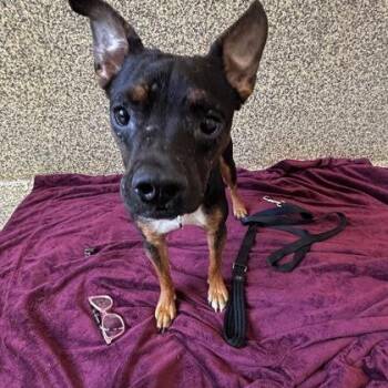 Winnie the Pooh -  Mixed Breed Dog for Adoption in Merriam, Kansas - Winnie The Pooh | PetCurious