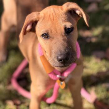 Bea -  Black Labrador Retriever and Hound Dog for Adoption in Sparta, New Jersey - Bea | PetCurious