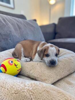 American Bulldog and Bluetick Coonhound Dogs Available for Adoption in Auburn, Georgia - Cedar | PetCurious