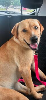 Tina Turner -  Yellow Labrador Retriever Dog for Adoption in Yukon, Oklahoma - Tina Turner | PetCurious