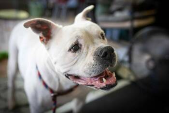 Rescue Boxer Dogs for Adoption in Foley, Alabama - Trooper | PetCurious