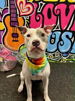 American Staffordshire Terrier Dogs Available for Adoption in Spring Lake Park, Minnesota - Cora | PetCurious