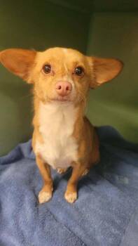 Chihuahua Dogs Available for Adoption in Durango, Colorado - Guapo | PetCurious