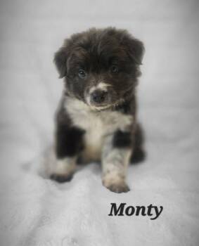 Rescue Border Collie Dogs for Adoption in Orland Hills, Illinois - Monty | PetCurious