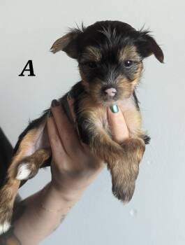 Rescue Chinese Crested Dog Dogs for Adoption in Laconia, New Hampshire - The Coffee Crew-Puppies! (New England) | PetCurious