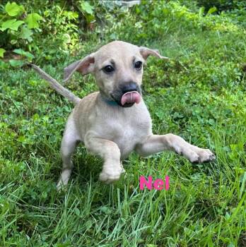 Nel -  Chihuahua Dog for Adoption in Byrdstown, Tennessee - Nel | PetCurious