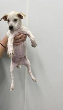 Rescue Mixed Breed Dogs for Adoption in Hillsboro, Ohio - Vixen | PetCurious