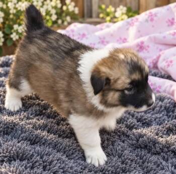 Juniper -  Collie and Australian Shepherd Dog for Adoption in Batesville, Arkansas - Juniper | PetCurious