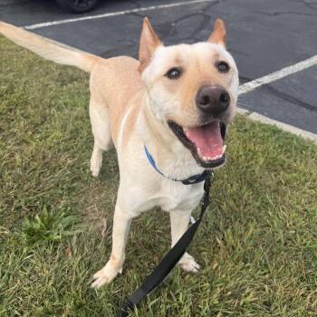 Rescue Carolina Dog Dogs for Adoption in Longview, Texas - Dewey | PetCurious
