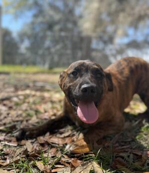 Golden Retriever and Australian Cattle Dog Blue Heeler Dogs Available for Adoption - Jo Dee Messina  | PetCurious