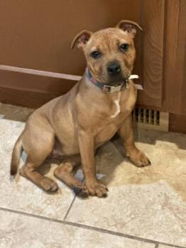 Staffordshire Bull Terrier Dogs Available for Adoption in Kenmore, New York - Tyra | PetCurious