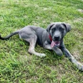 Ash -  Mastiff Dog for Adoption in San Antonio, Texas - Ash | PetCurious