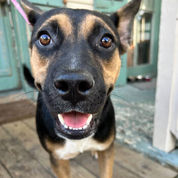 Rescue Shepherd and Terrier Dogs for Adoption in New Orleans, Louisiana - Abita Strawberry | PetCurious