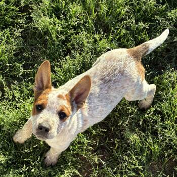Australian Cattle Dog Blue Heeler Dogs Available for Adoption in Pottsboro, Texas - Heeler Pups! (3) | PetCurious