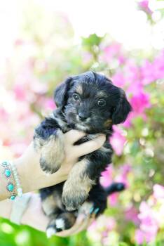 Miniature Poodle Dogs Available for Adoption - Mr.Collins | PetCurious