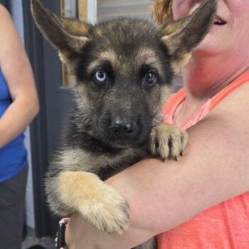 Perth 26-0556 -  Shepherd Dog for Adoption in Yanceyville, North Carolina - Perth 26-0556 | PetCurious