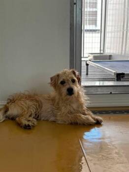 AJ -  Terrier Dog for Adoption in San Bernardino, California - AJ | PetCurious