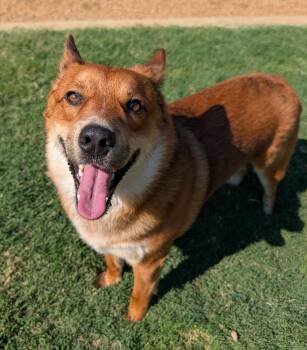Cal A219173 -  Shiba Inu and Australian Cattle Dog Blue Heeler Dog for Adoption in Plano, Texas - Cal A219173 | PetCurious