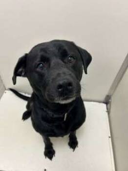 Rescue Labrador Retriever and Pit Bull Terrier Dogs for Adoption in Port Huron, Michigan - Levi | PetCurious