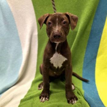 MOLLY -  Labrador Retriever and Mixed Breed Dog for Adoption in Long Beach, California - MOLLY | PetCurious