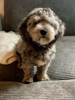 Frank -  Havanese and Poodle Dog for Adoption in Tifton, Georgia - Frank | PetCurious