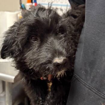 Poodle Dogs Available for Adoption - Gordo | PetCurious