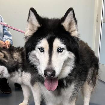 Husky Dogs Available for Adoption - Bee | PetCurious