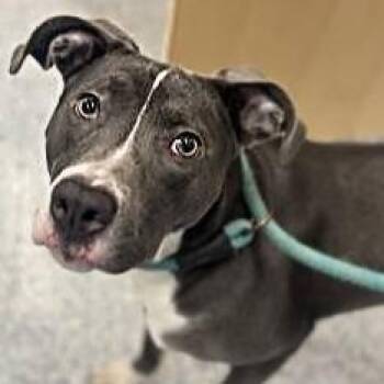Mixed Breed Dogs Available for Adoption - Aqua **No Adoption Fee Through March** | PetCurious