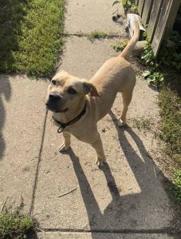 Neptune -  Mixed Breed Dog for Adoption in Grand Rapids, Michigan - Neptune | PetCurious