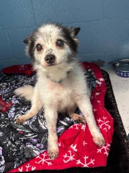 Rocket -  Chihuahua Dog for Adoption in Muskegon, Michigan - Rocket | PetCurious