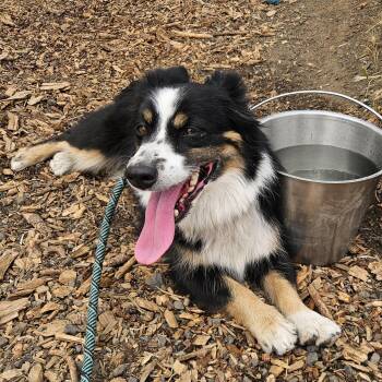 Sequoia -  Cardigan Welsh Corgi and Australian Shepherd Dog for Adoption in The Dalles, Oregon - Sequoia | PetCurious