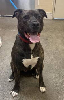 Colt -  Pit Bull Terrier and Mixed Breed Dog for Adoption in Honolulu, Hawaii - Colt | PetCurious