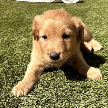 Mixed Breed Dogs Available for Adoption in Loxahatchee Groves, Florida - VIRGINIA 5861 | PetCurious