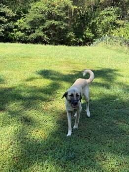 Found Animal 1 -  Anatolian Shepherd Dog for Adoption in Douglasville, Georgia - Found Animal 1 | PetCurious