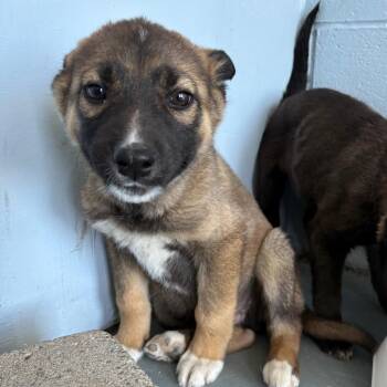 Brownie -  Husky Dog Available for Adoption in Crookston, Minnesota - Brownie | PetCurious