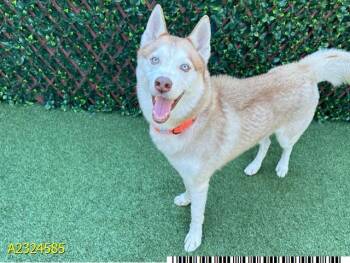 Mixed Breed Dogs Available for Adoption in West Palm Beach, Florida - TAYTOS | PetCurious