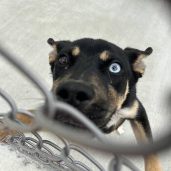 Alvin -  German Shepherd Dog and Husky Dog for Adoption in Uniontown, Pennsylvania - Alvin | PetCurious