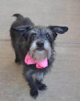 Ladybug -  Terrier Dog for Adoption in Frisco, Texas - Ladybug | PetCurious