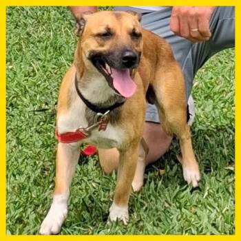 Mixed Breed Dogs Available for Adoption in Volcano, Hawaii - Mochi (COH-A-67238) | PetCurious