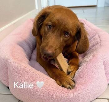 Australian Shepherd Dogs Available for Adoption - Kallie | PetCurious