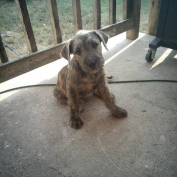 MONTY -  Wirehaired Terrier Dog for Adoption in Chicopee, Massachusetts - MONTY | PetCurious