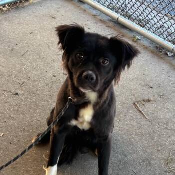 Crumpet -  Mixed Breed Dog for Adoption in Edwardsville, Illinois - Crumpet | PetCurious