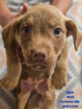 Great Pyrenees Dogs Available for Adoption - Eggie | PetCurious