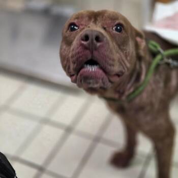 Conconully -  Mixed Breed Dog for Adoption in Charleston, West Virginia - Conconully | PetCurious