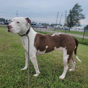 Mavis -  American Bulldog and Mixed Breed Dog for Adoption in Emporia, Kansas - Mavis | PetCurious