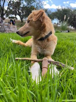 Ellie Hope -  Golden Retriever Dog for Adoption in Rollingwood, Texas - Ellie Hope | PetCurious
