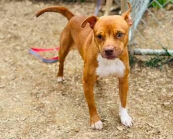 Sam -  Mixed Breed Dog for Adoption in West Chester, Pennsylvania - Sam | PetCurious