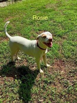 Rosie -  Labrador Retriever Dog for Adoption in South Kingstown, Rhode Island - Rosie | PetCurious