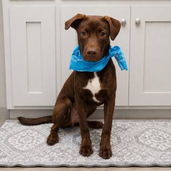 Oli -  Labrador Retriever Dog for Adoption in Oak Point, Texas - Oli | PetCurious