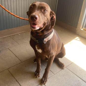Julia Wolf Stray Hold 9/2 -  Mixed Breed Dog for Adoption in Huntington, West Virginia - Julia Wolf Stray Hold 9/2 | PetCurious